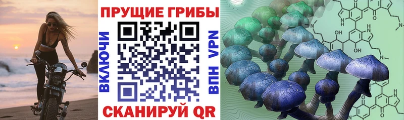 магазин продажи   МЕГА как зайти  darknet клад  Звенигород  Псилоцибиновые грибы ЛСД 